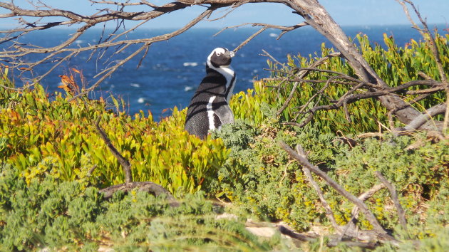 Boulders Beach