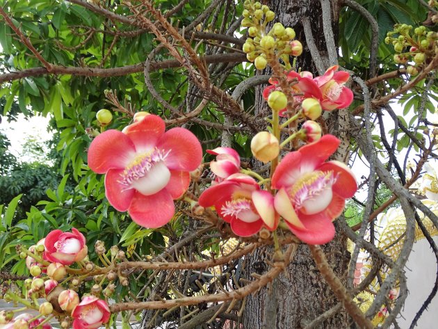 Kanons kogelbloemen.