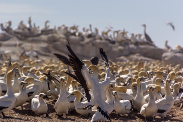 Indringer gezien, Lambersbaai