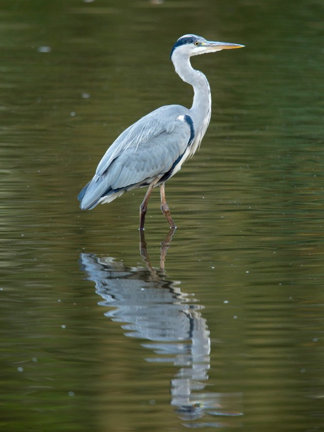 Spiegelbeeld