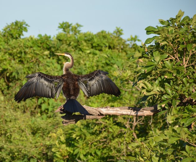 Slangenhalsvogel