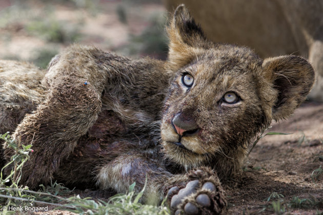 kleine smeerpoets in Sabi Sands