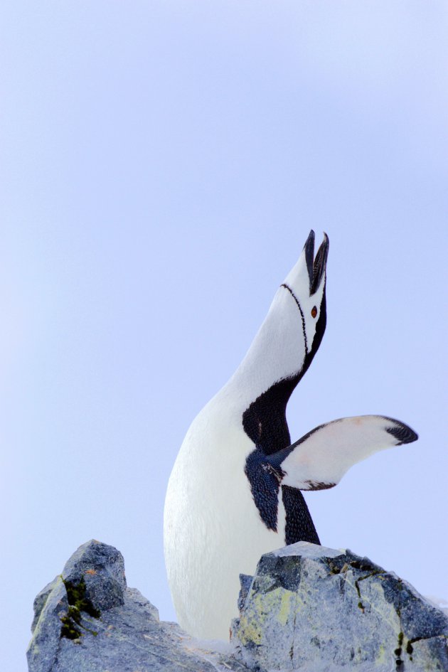 ontmoet de chinstrap pinguin