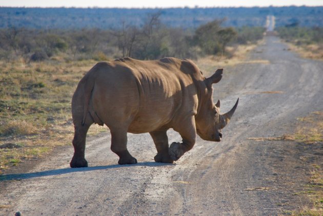 Neushoorn in Madikwe Game Reserve