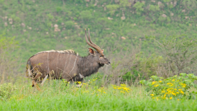 Nyala man!