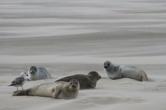 op zeehondensafari