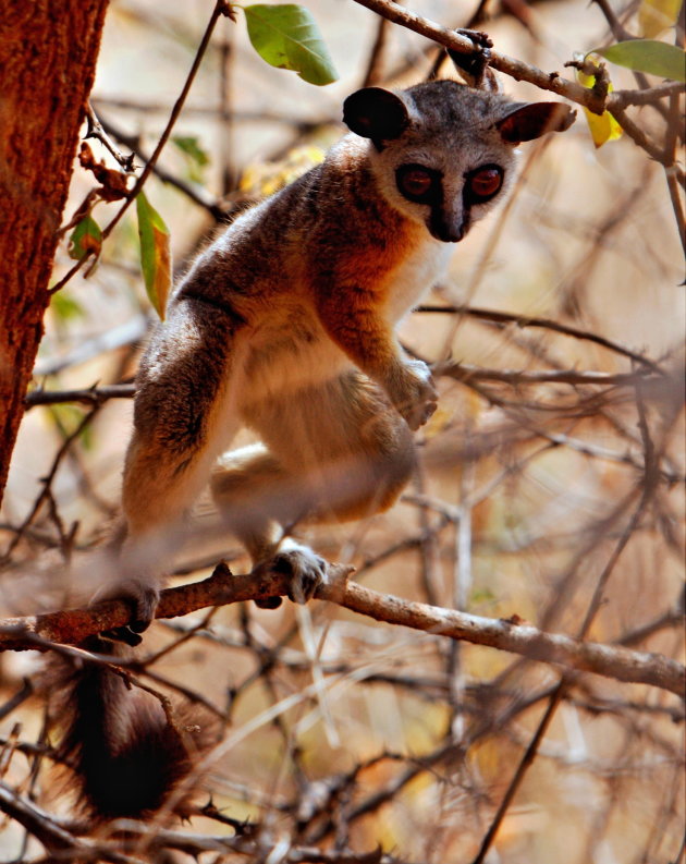 Moeder Bush Baby