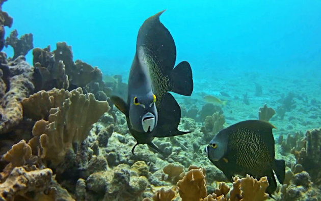 French Angel vissen in de zee bij Bonaire