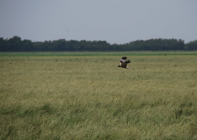 Vogelsafari op Texel