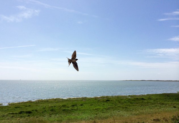 Vogels spotten op Vlieland