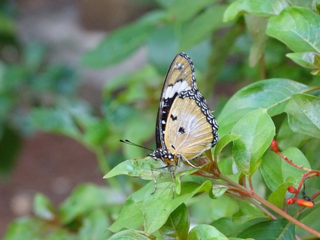 Zanzibar Butterfly Centre