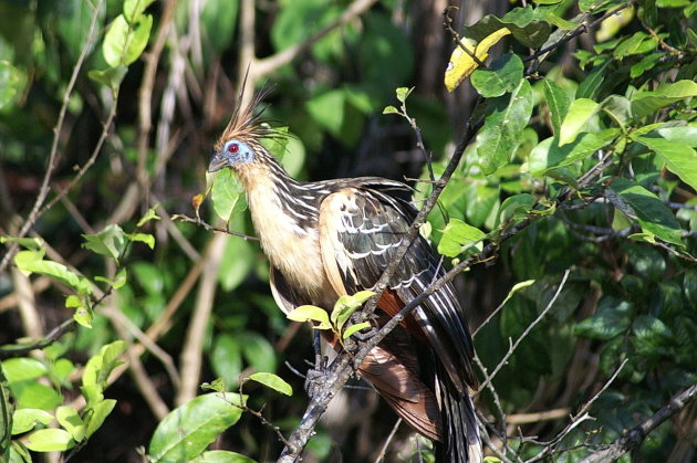 Stinkvogel