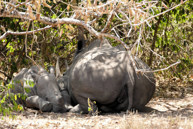 Ziwa Rhino sanctuary