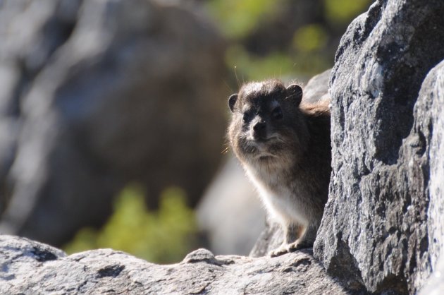 Dassie