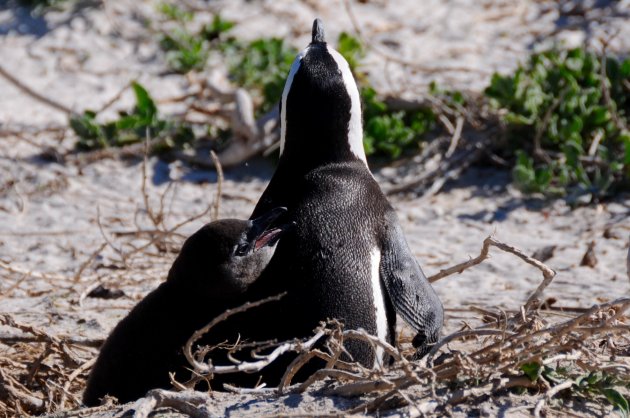 Boulders Beach