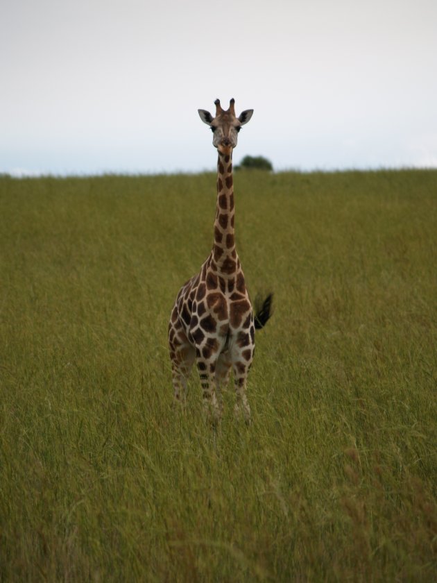 Giraffe kijkt wie er aan komt