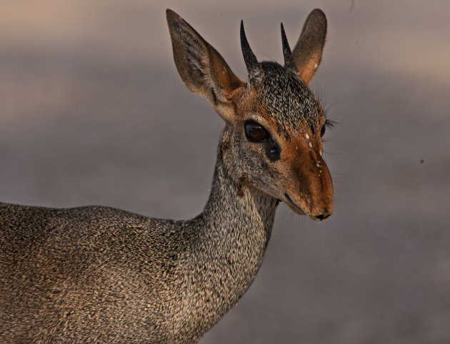 Dik Dik