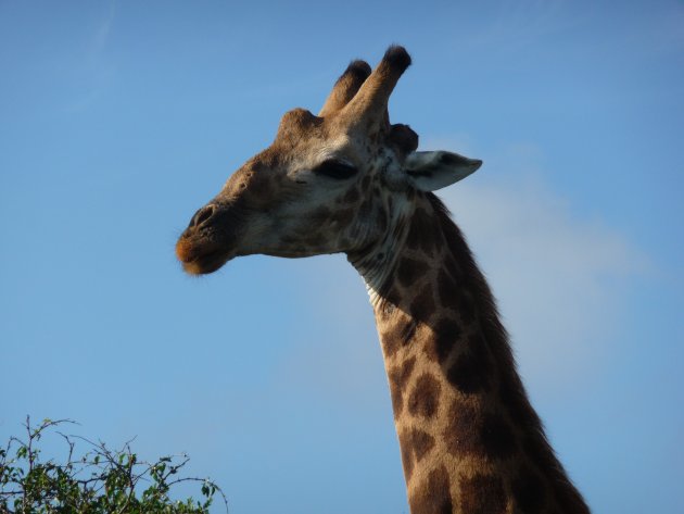 Wat een sierlijk beest