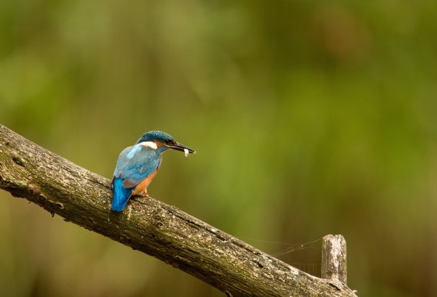 Ijsvogel met visje 2