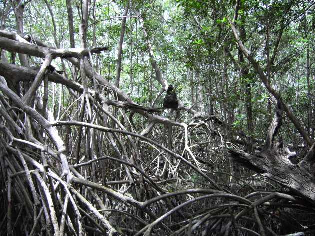 Mangrove