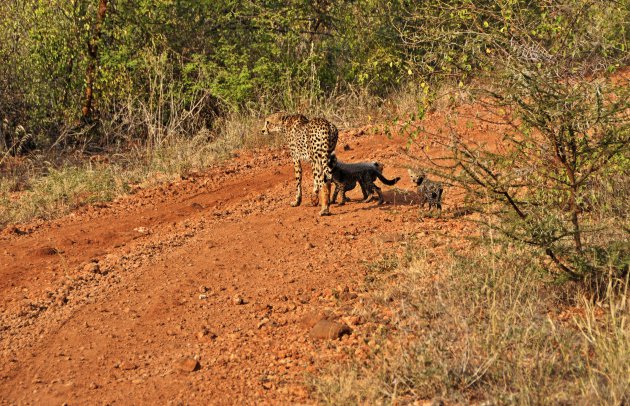 Cheetah met pas geboren jongen