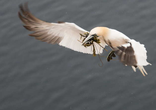 Nestje bouwen op Helgoland