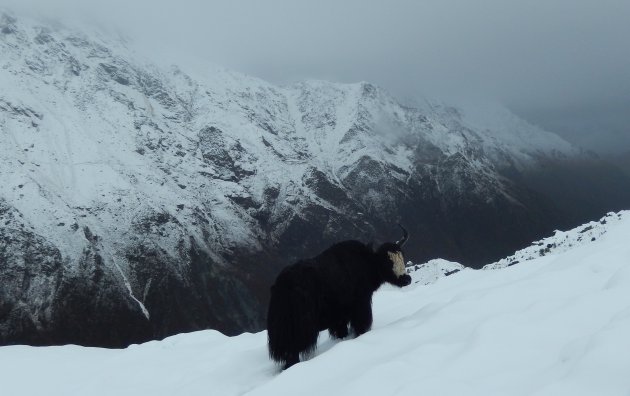 Yak in de sneeuw