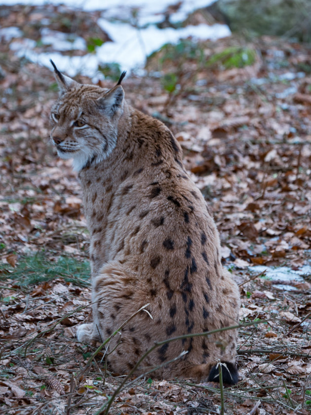 Lynx kijkt om