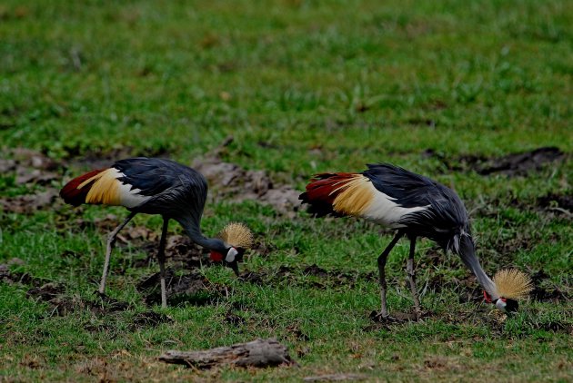 Grey crowned  cranes