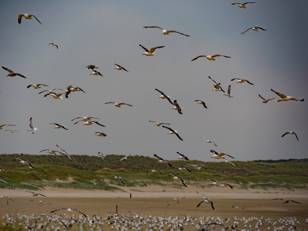 Vogelsafari dicht bij huis