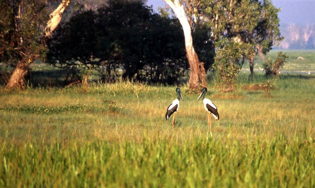 Jabiru's in spiegelbeeld