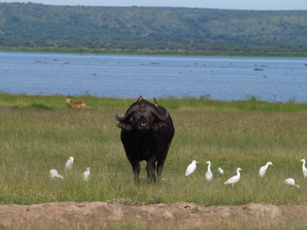 Buffel met vogels op zijn rug