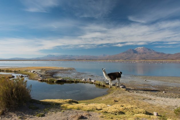 laguna Macaya Bolivia