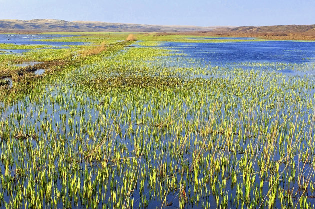 Hoornderslag Texel