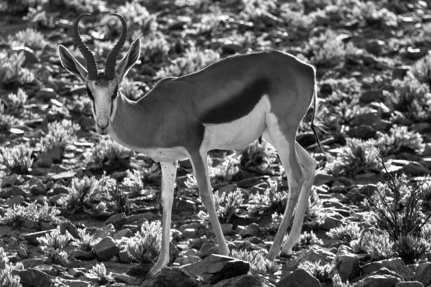 Springbok