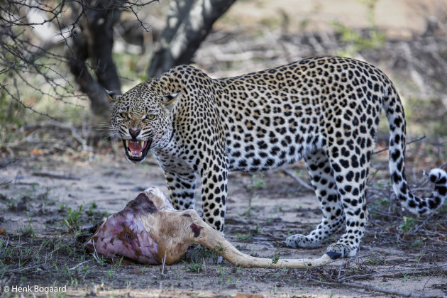 ik deel niet - Sabi Sands