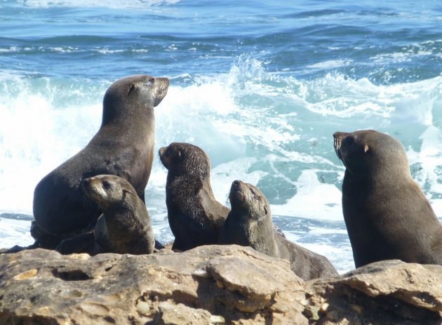 Zeehonden Elandsbaai