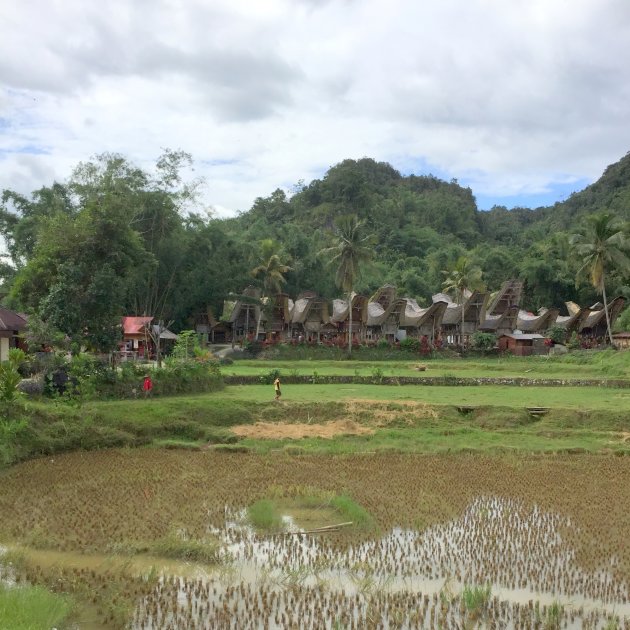 Rijst in Toraja