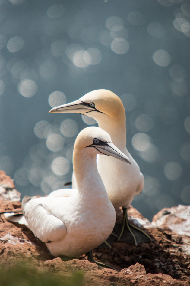 Liefdeskoppel in Helgoland