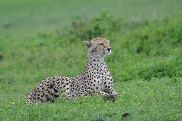 De opwachtende cheetah....