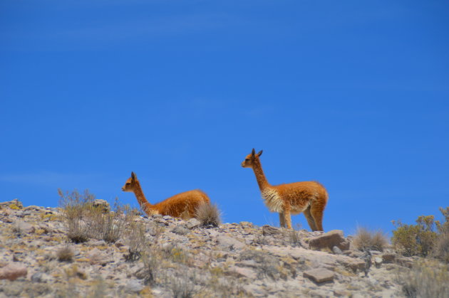 vicuna's