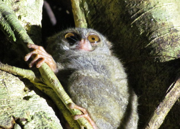 Tarsius Tarsier