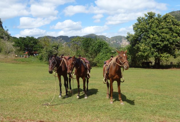 Paardrijden op Cuba