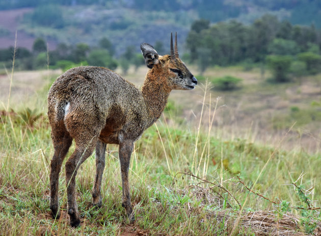 Klipspringer!