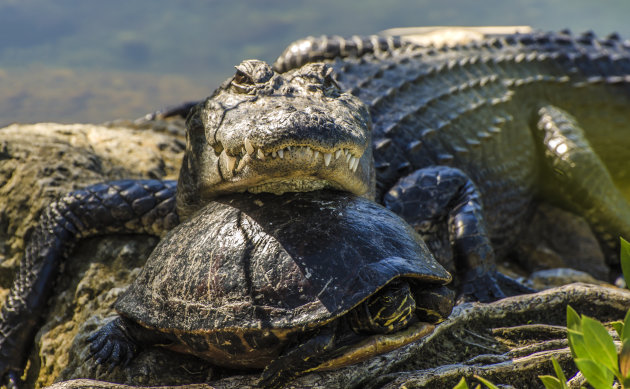 Florida Everglades: Alligator slaapt heerlijk samen met schildpad