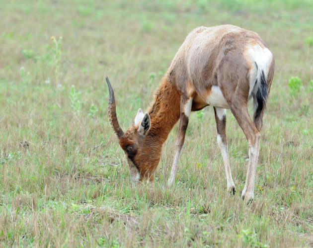 Bontebok!