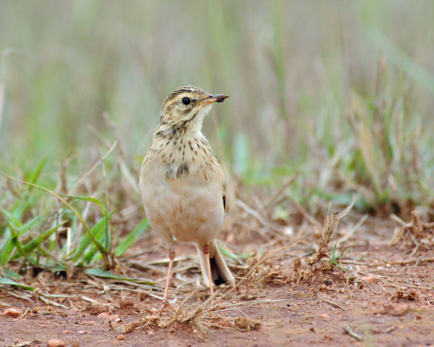 Sabota Lark!