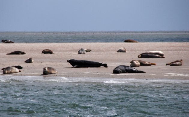 Zeehonden op het Wad