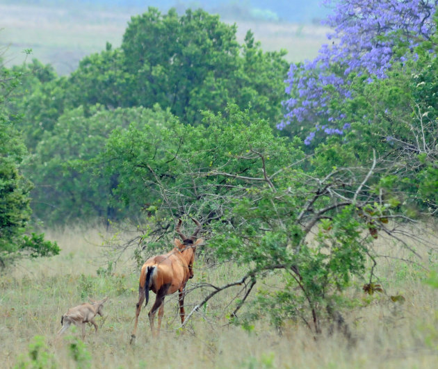 Hartebeest met Jong!