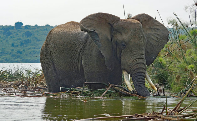 Waterzooi in Murchison Falls